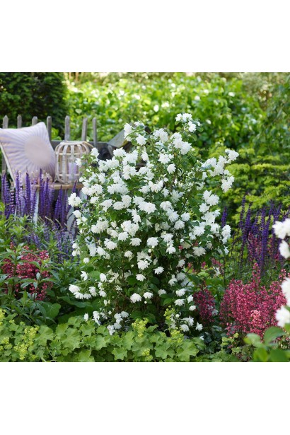 Висота Чубушник Перлини Парфуму